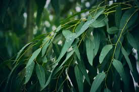 Organic Essential Oils