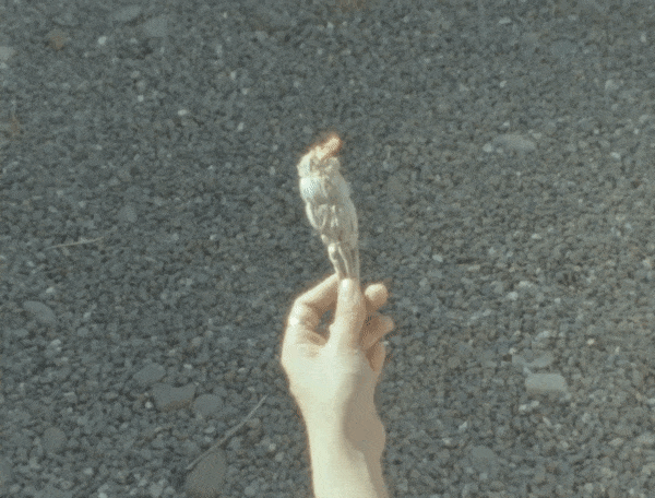 White Sage Stick – natural cleansing bundle